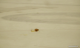 Puchar Polski w Krynicy-Zdroju